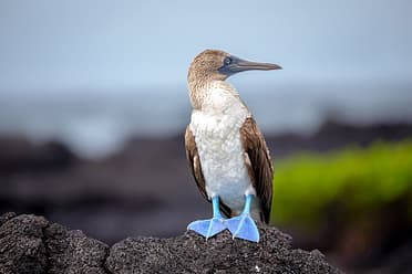 Blue-Footed Boobies on Grand Seymore Island, Galapagos Islands,
