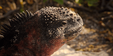 marine-iguana-latin-excursions