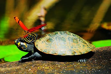 day11-turtle-butterfly-latin-excursions