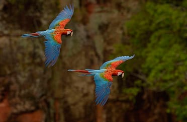 Red and green macaws (Ara chloroptera) WILD
PHOTOGRAPHED IN: Cerrado, Mato Grosso do Sul Province. BRAZIL.  South America. RANGE: Humid e Panama to Brazil, e Peru, ne Bolivia and Paraguay.