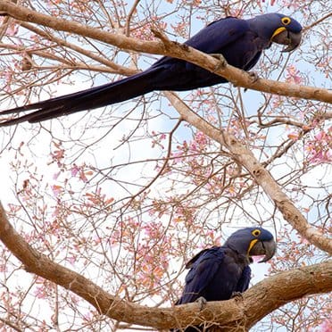 Pantanal Birds