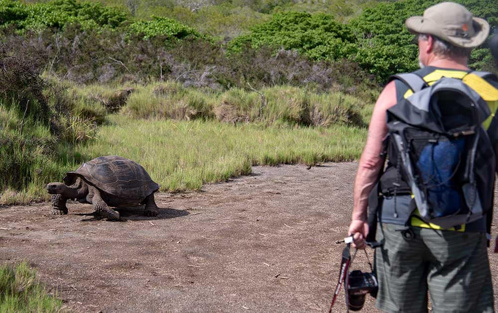 EcoGalaxy - Giant Turtle - Galapagos