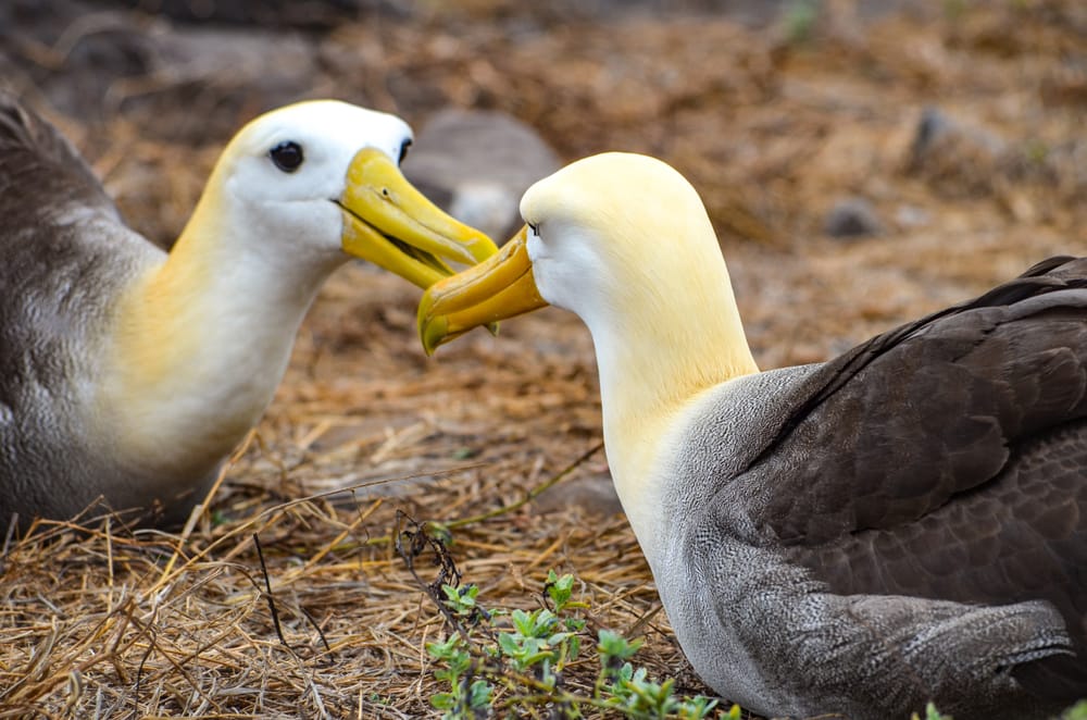Waved Albatross Espanola, Galapagos Islands