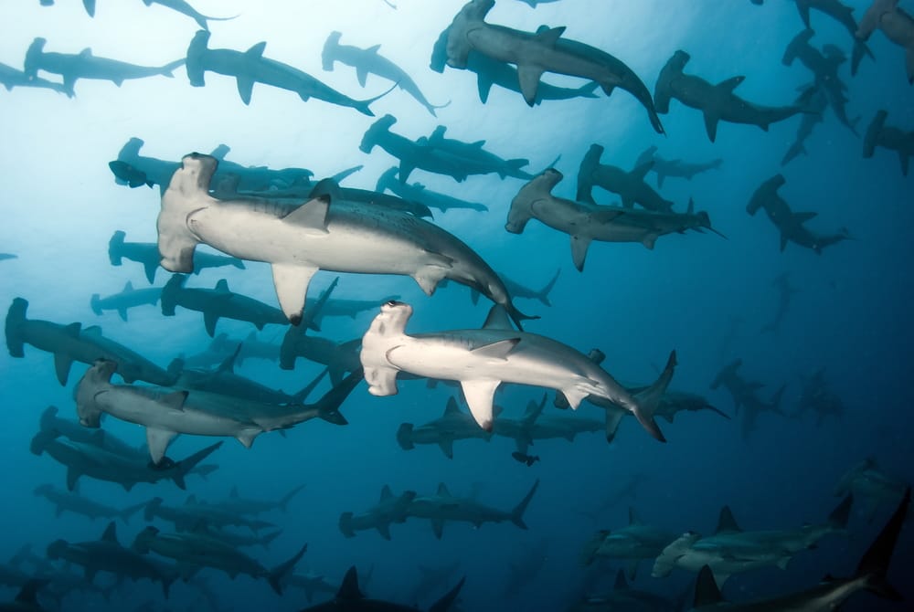 Shiver of Hammerhead sharks in the Galapagos Islands