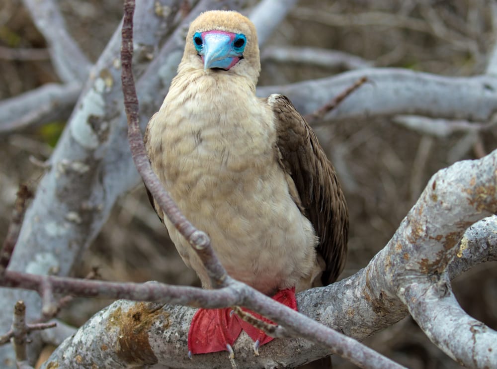 Red-Footed Booby in the Galapagos Islands, Ecuador