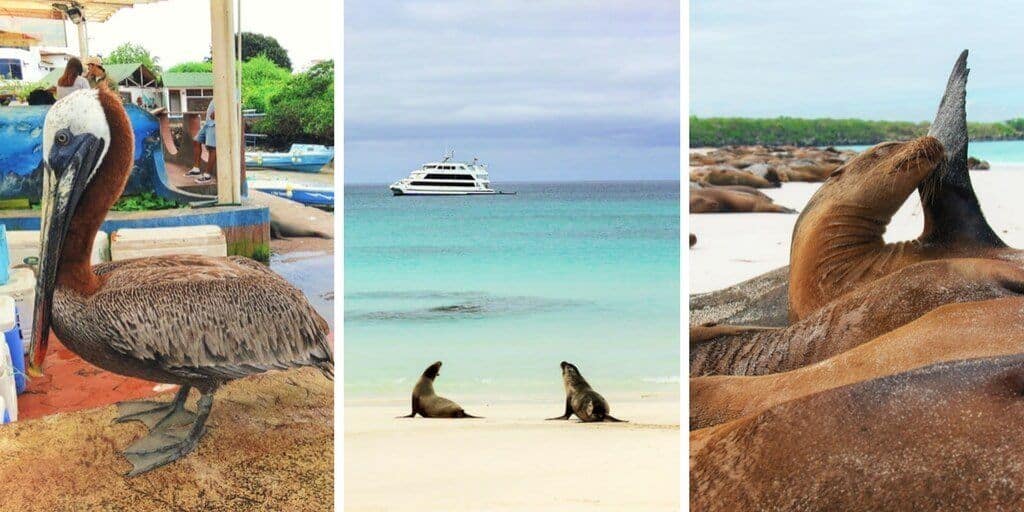 Galapagos Cruises vs Hotel based tours