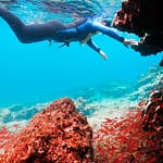 Snorkel - Galapagos Island - IAlya - Activities