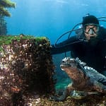 marine-iguana-diving-galapagos-Latin-Adventures