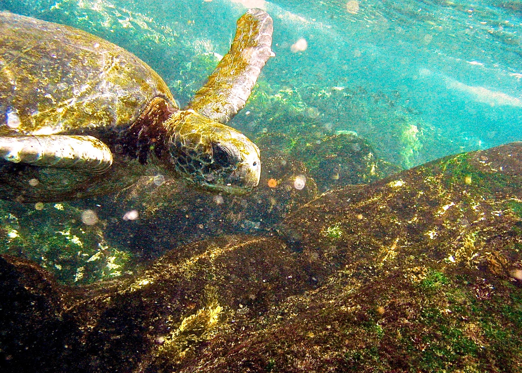 Galapagos Islands Sea Turtle