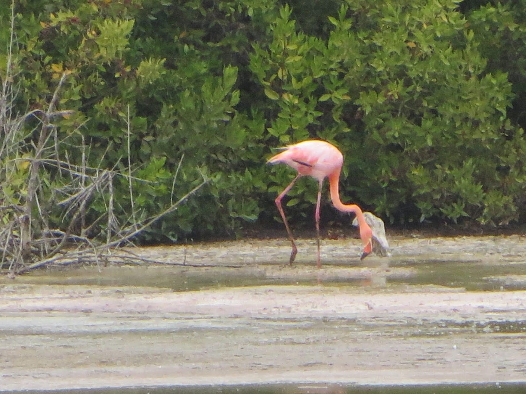 Galapagos Islands Pink Flamingo Isabela Island
