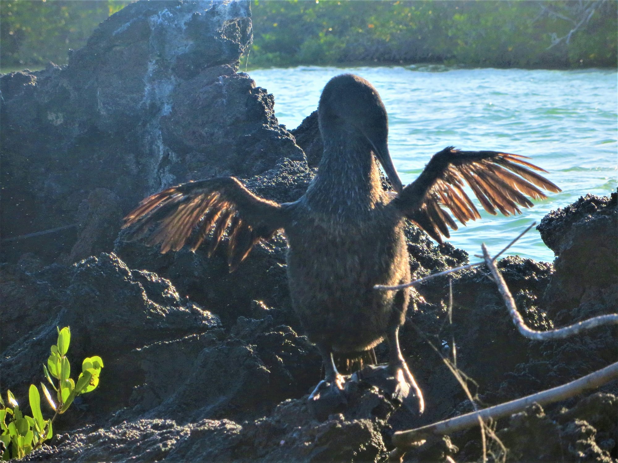 Galapagos Islands Flightless Cormorant