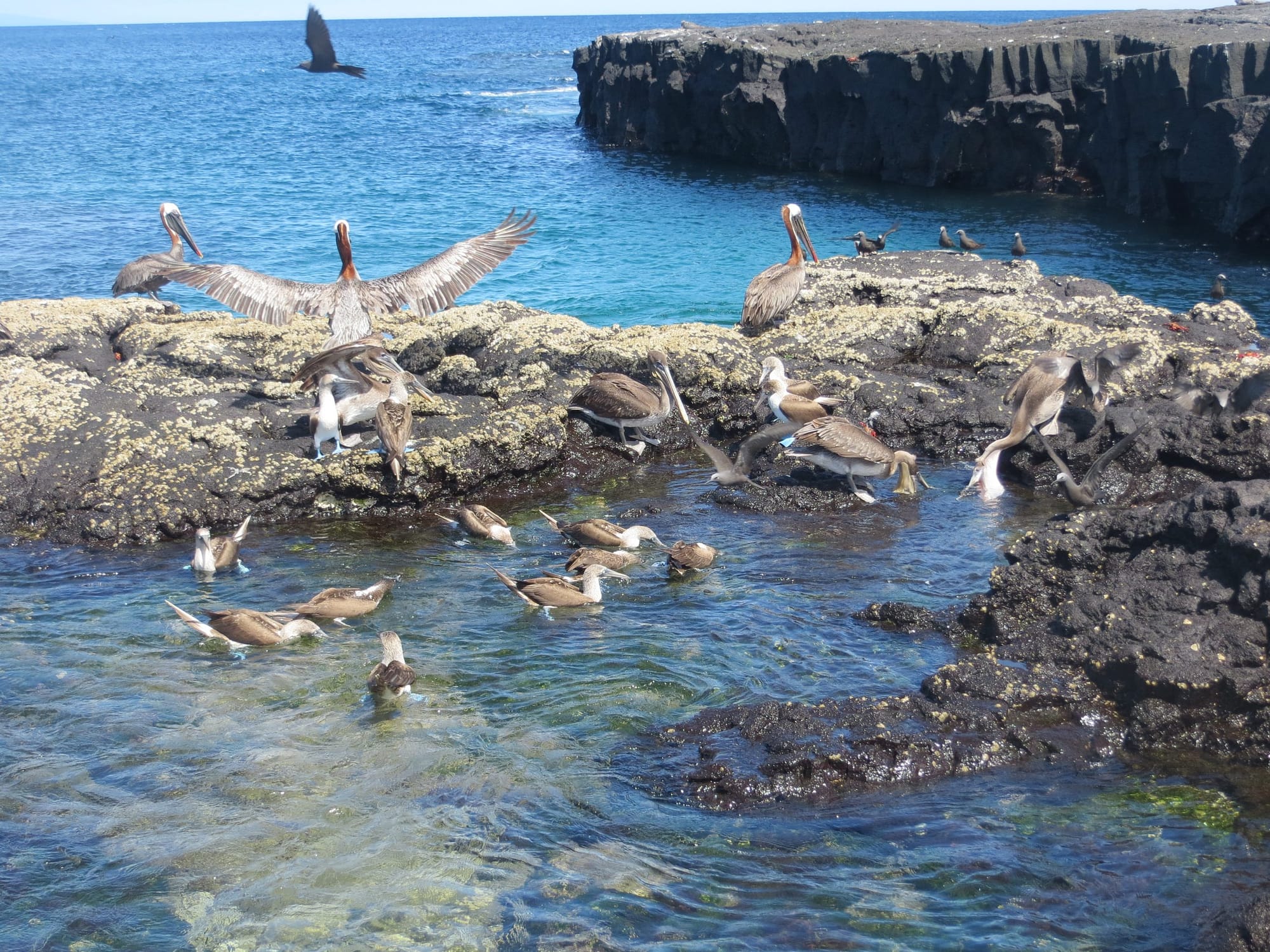 Galapagos Islands Brown Pelicans and Blue-Footed Boobies
