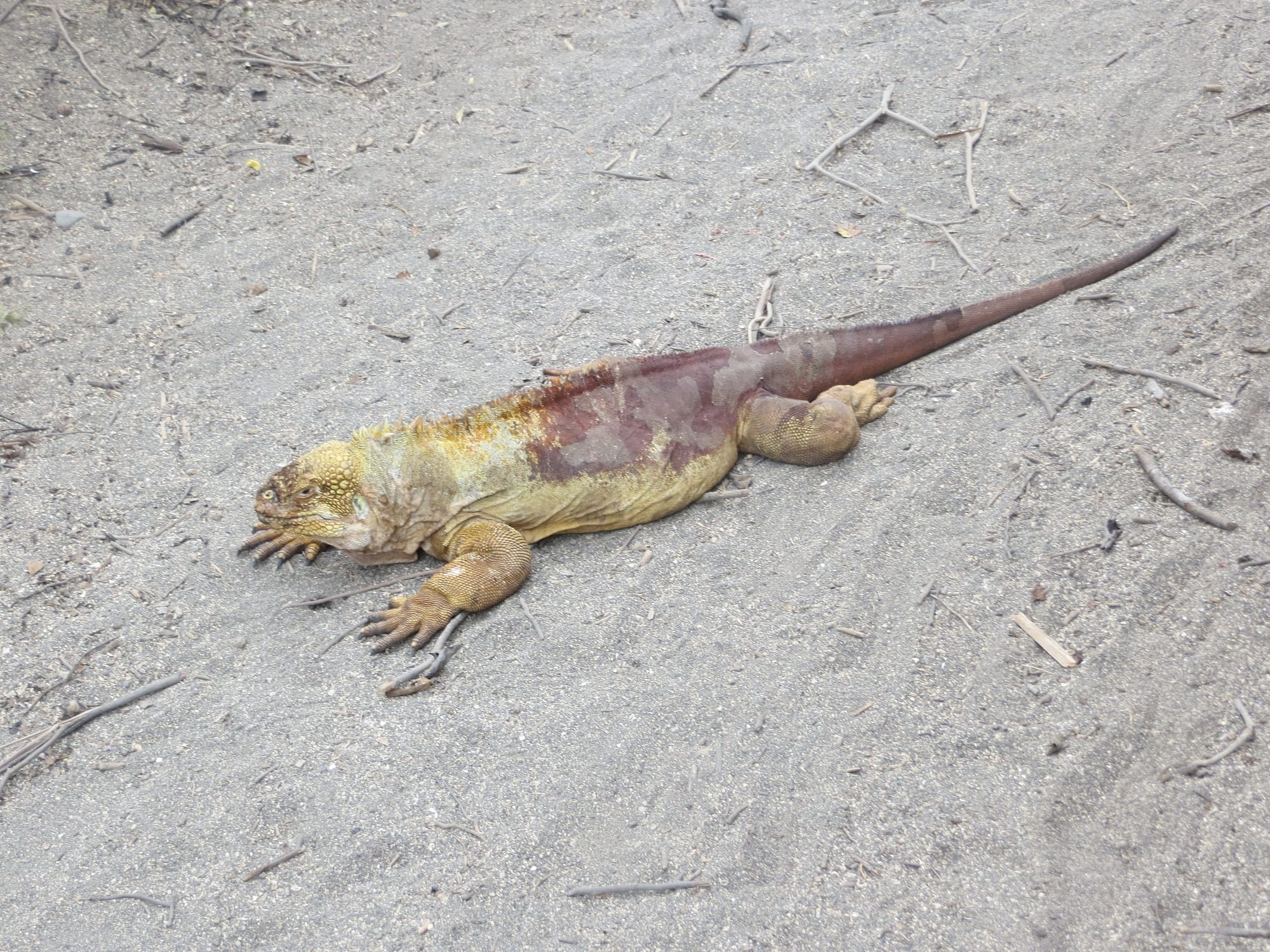 Galapagos Islands land iguana