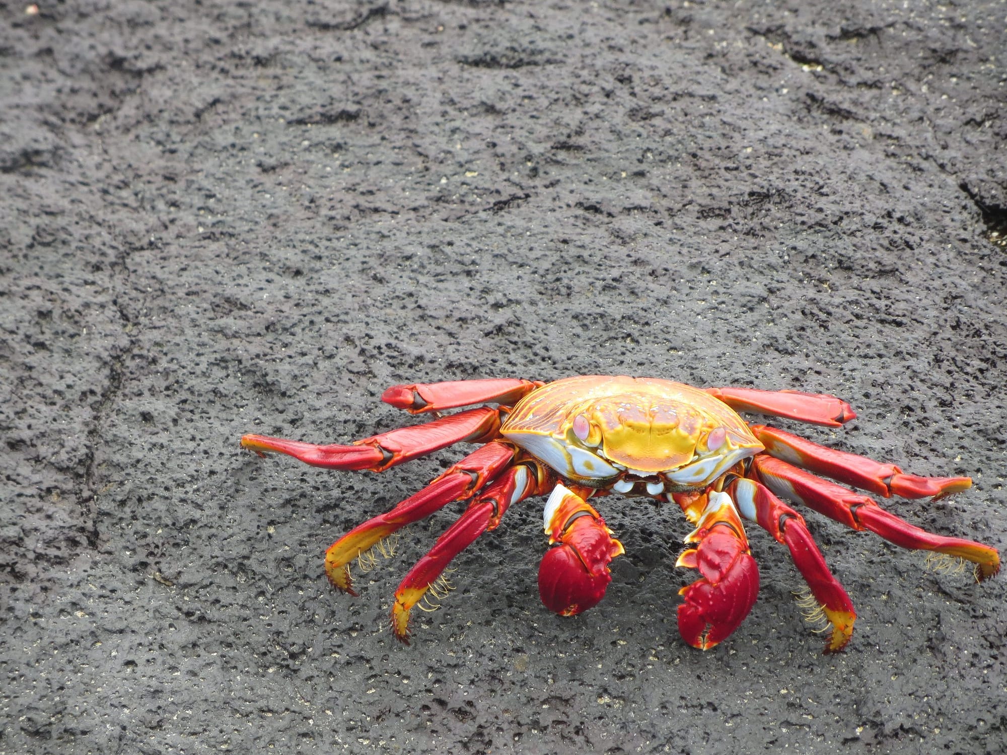 Galapagos Islands Sally Lightfoot Crab