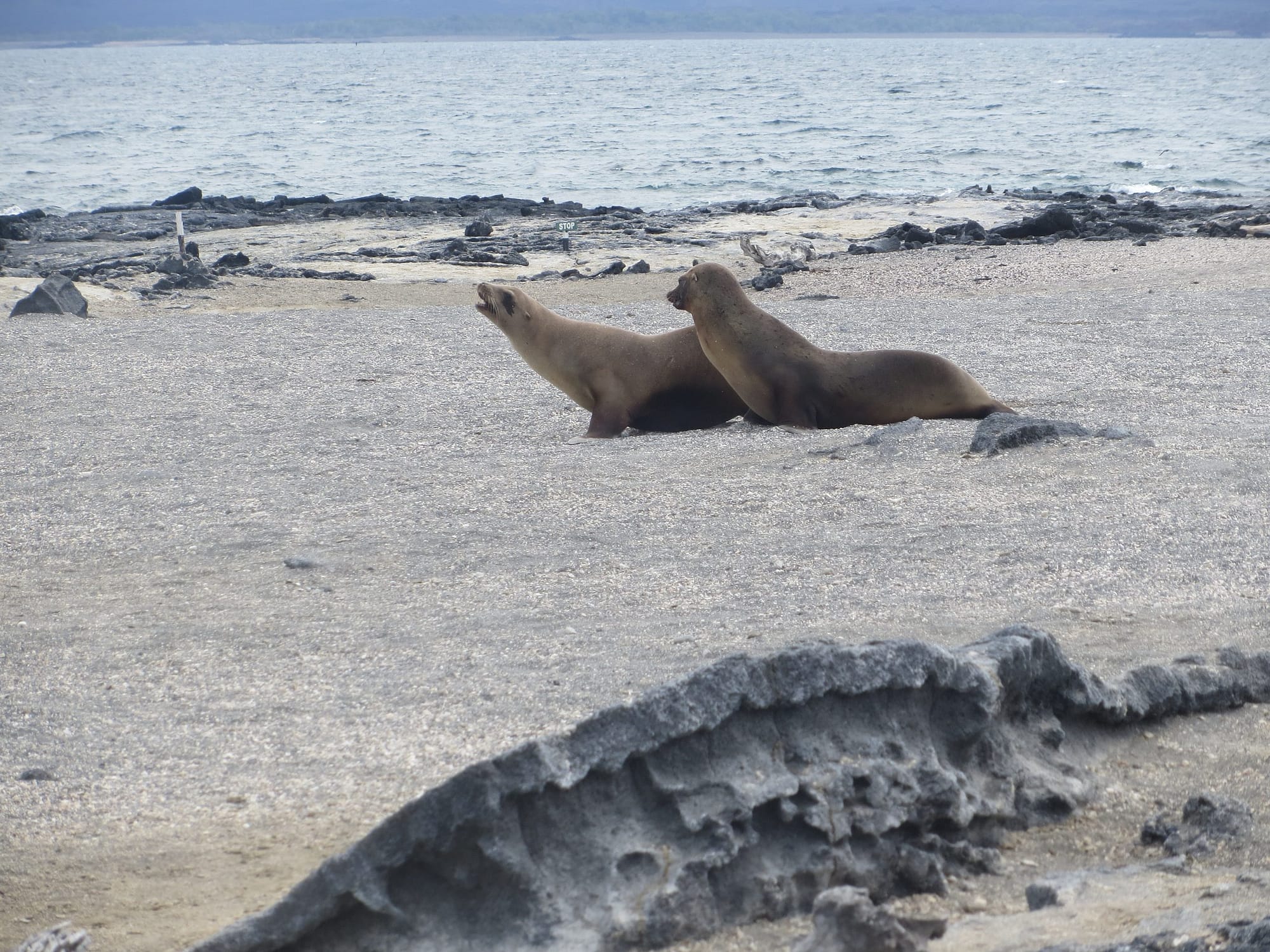 Galapagos Islands fur seals sea lions