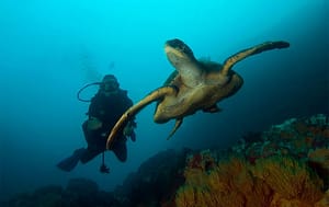 Calipso diving tour sea turtle