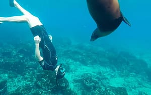 Galapagos Underwater - Sealion