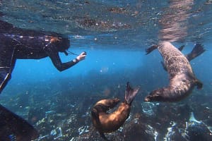 Snorkeling with Sea Lions Latin Adventures