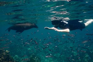 snorkeling-galapagos-islands-ecuador