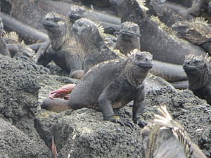 Galapagos Islands Animals - Marine Iguanas