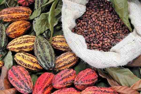 Ecuador Cacao Beans Latin Experiences