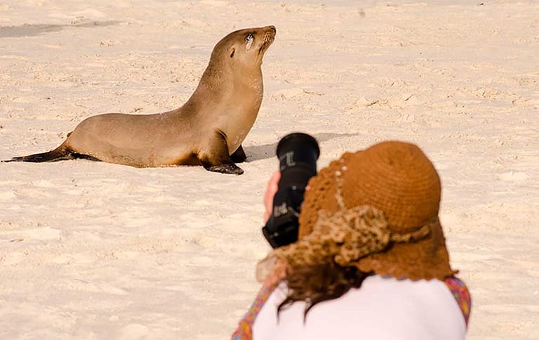 Photography, sealion - Galapagos