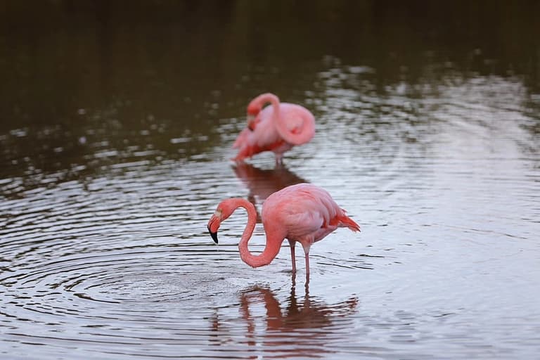 Isabela Flamingos