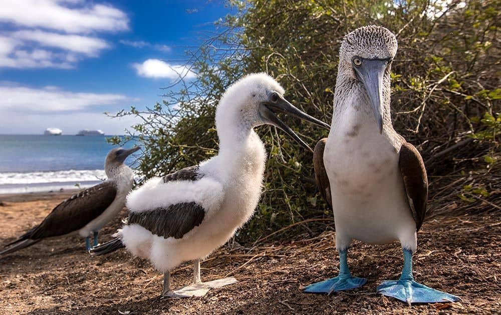 EcoGalaxy - Galapagos - Blue Footed Booby
