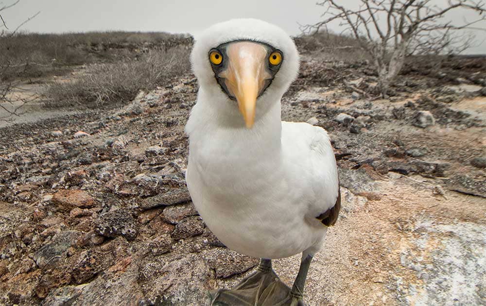 Mask Booby - Galapagos Island