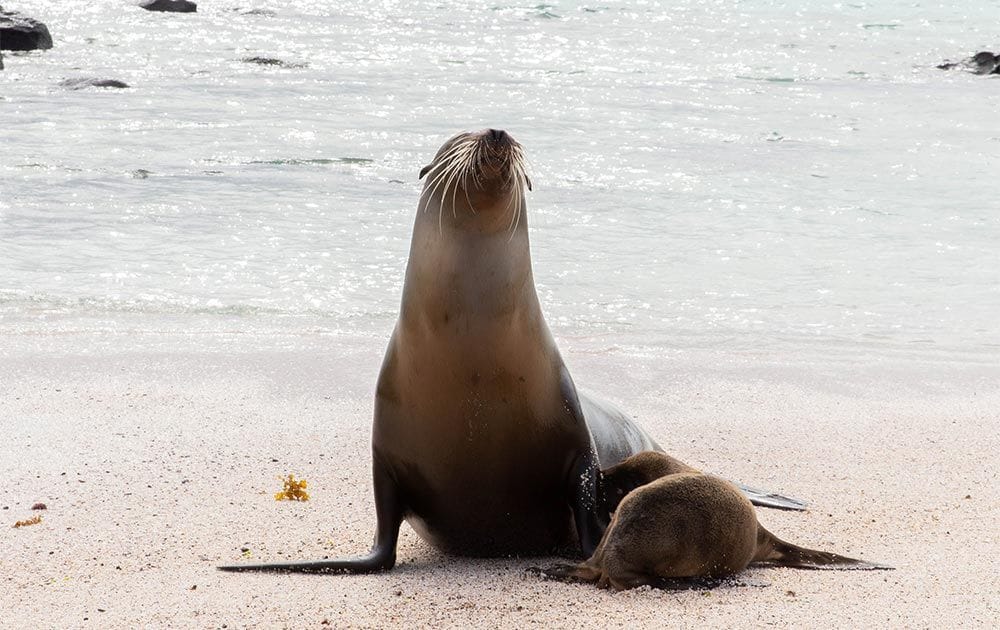 EcoGalaxy - Sealion - Galapagos Wildlife