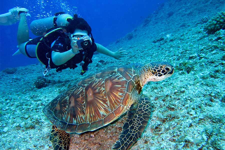 marine-turtle-diving-galapagos-Latin-Adventures